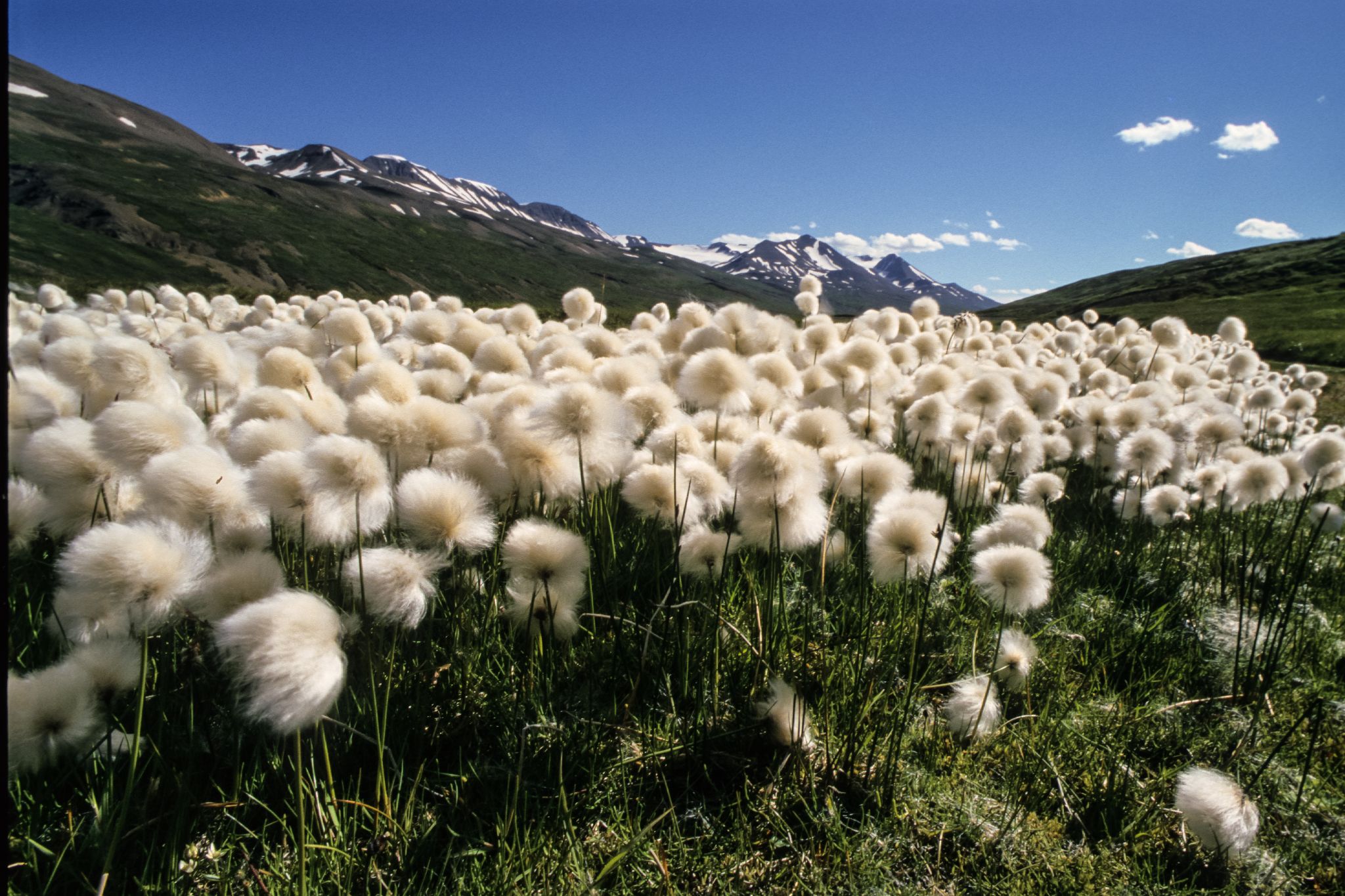 500 2000 309 Flateyardalur 0022